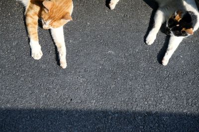 High angle view of stray cats on road