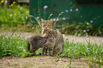 Cat sitting on grass