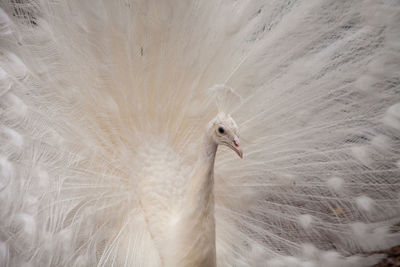 Impressive displaying male white peacock pavo cristatus.