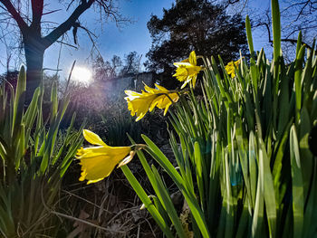 Close-up of yellow daffodil flowers on field