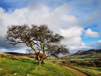 Tree on field against sky