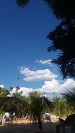 Palm trees against sky