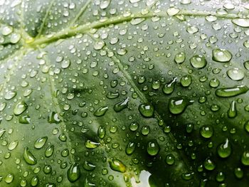 Close-up of water drops on leaf