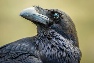 Close-up portrait of bird