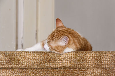 Close-up of cat sleeping on pet bed