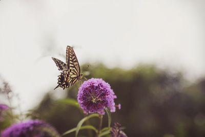 Close-up of butterfly pollinating on purple flower