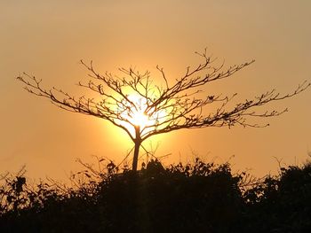 Silhouette tree against sky during sunset