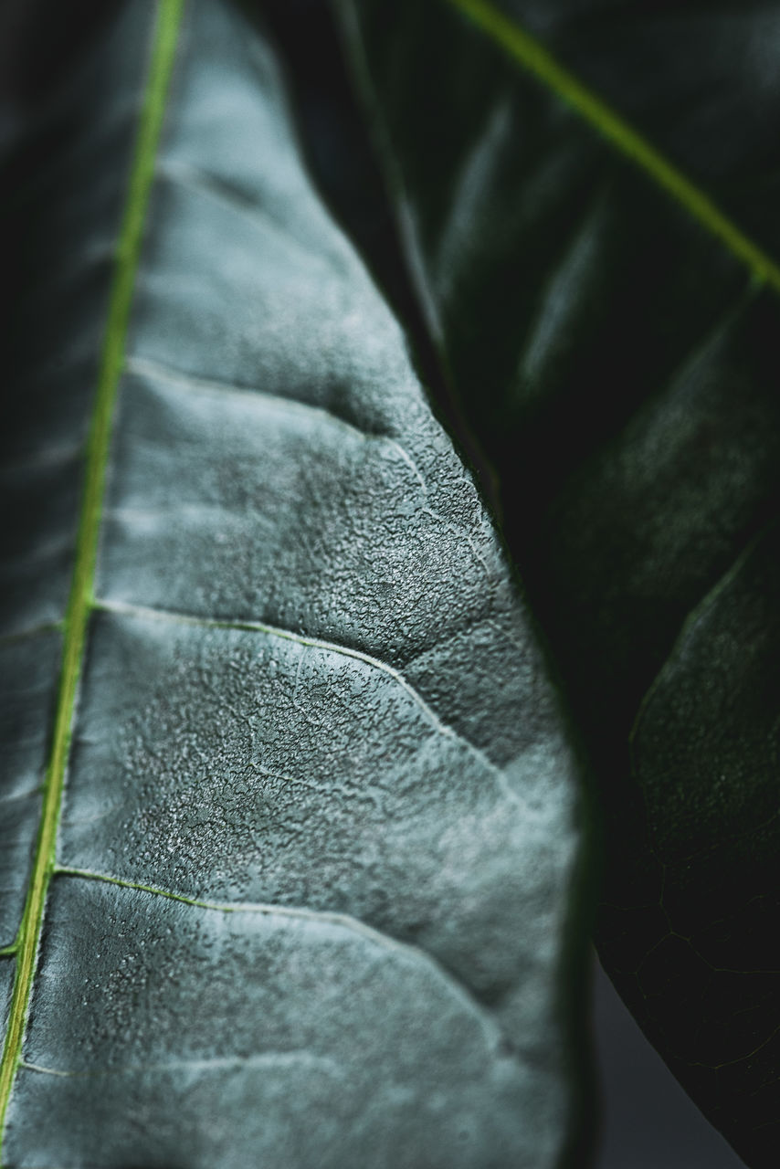 CLOSE-UP OF PLANT LEAVES