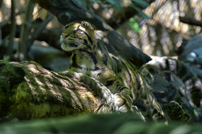 Close-up of lizard on tree