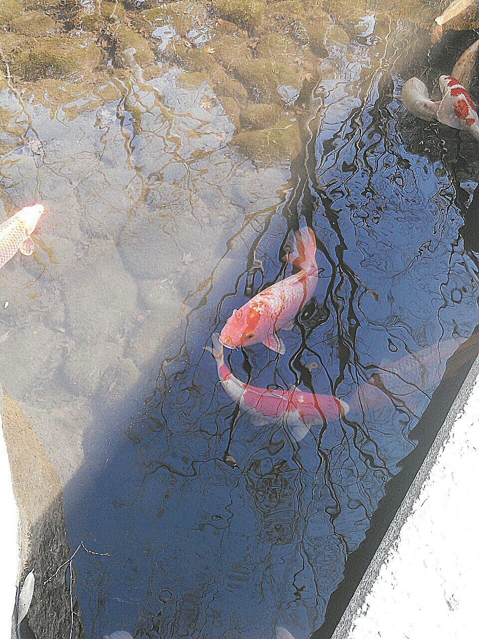 water, high angle view, reflection, puddle, animal themes, pond, lake, wet, day, outdoors, elevated view, waterfront, nature, floating on water, swimming, fish, animals in the wild, no people, standing water, wildlife