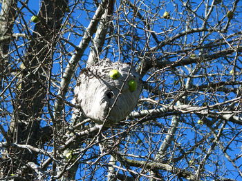 Low angle view of bird perching on tree