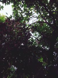 Low angle view of trees in forest