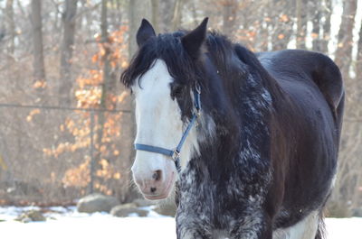 Close-up of horse