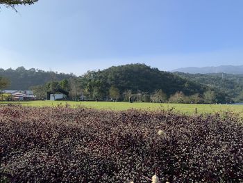Scenic view of field against sky