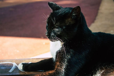 Close-up of a black cat