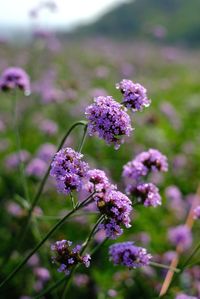 Close-up of purple flowering plants
