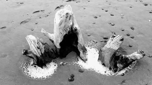 High angle view of horse on beach