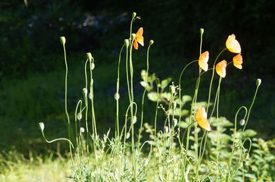 Close-up of yellow flowering plants on field