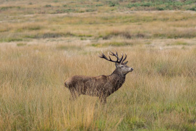View of deer on field