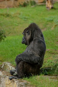 Monkey sitting on a field