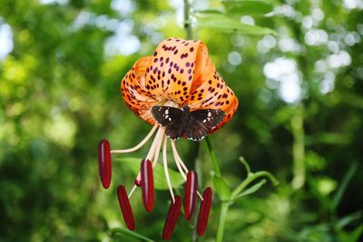 Close-up of butterfly pollinating on flower