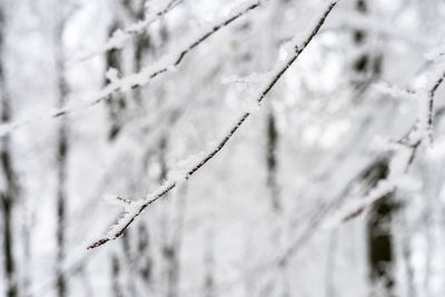 Close-up of frozen plant during winter