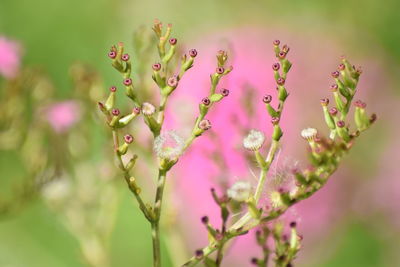 Close-up of pink flowering plant