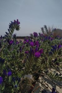 Close-up of thistle blooming on field against sky