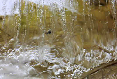 Close-up of jellyfish in water