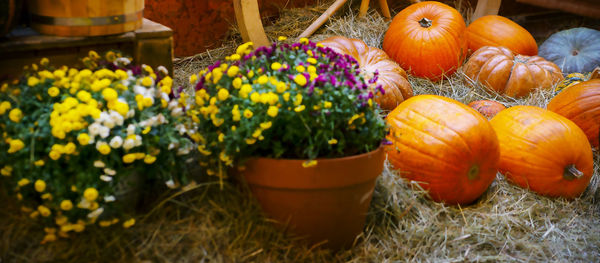 Close-up of pumpkins