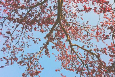 Low angle view of trees against sky