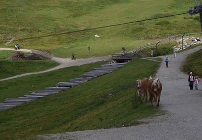 High angle view of cows walking on road