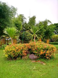 Plants growing in garden