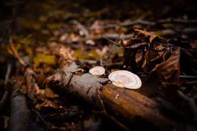 Close-up of dry leaves on wood