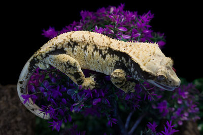 Close-up of lizard