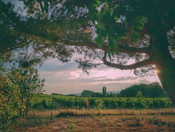 Scenic view of field against sky during sunset