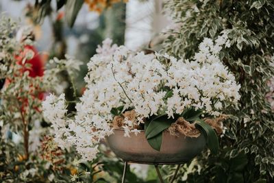 Close-up of white flowering plant