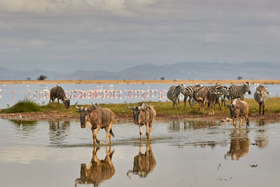 Herd of zebras and wildebeest in the water