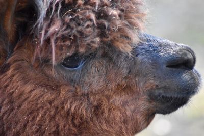 Close-up side view of alpaca