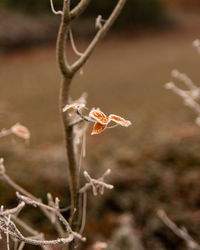 Close-up of dry leaf on twig