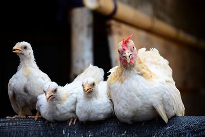 Close-up of birds on farm