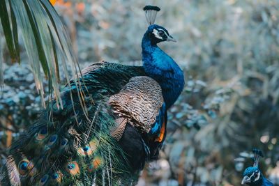 Close-up of peacock