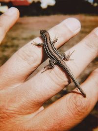 Close-up of hand holding lizard