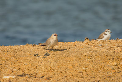 Seagull perching on a beach