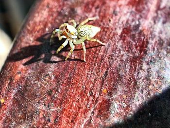 Close-up of spider on rock