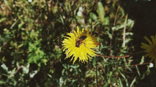 Close-up of bee on yellow flower