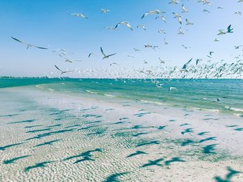 Flock of seagulls flying over beach