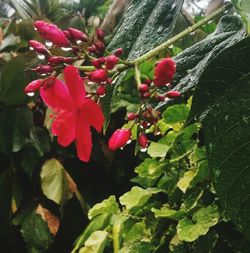 Close-up of red flowers