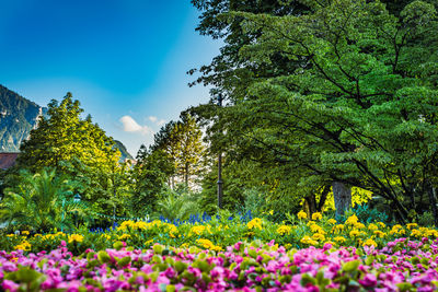Scenic view of flowering plants and trees in park