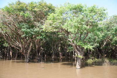 Reflection of trees in pond